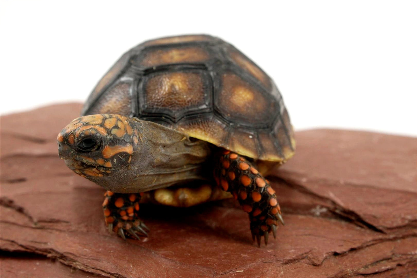 Cherry Head Tortoise All Reptiles