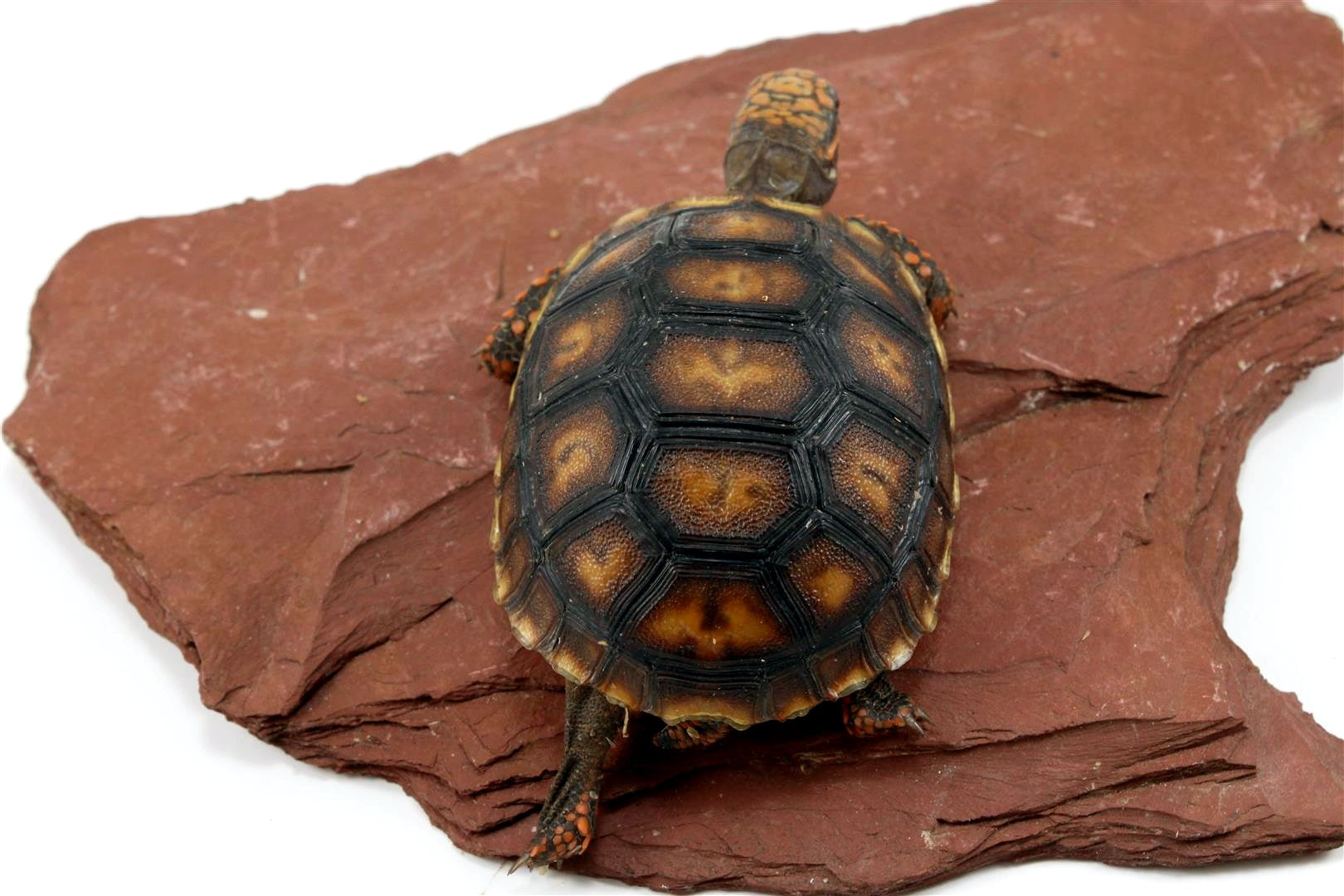 Cherry Head Tortoise All Reptiles