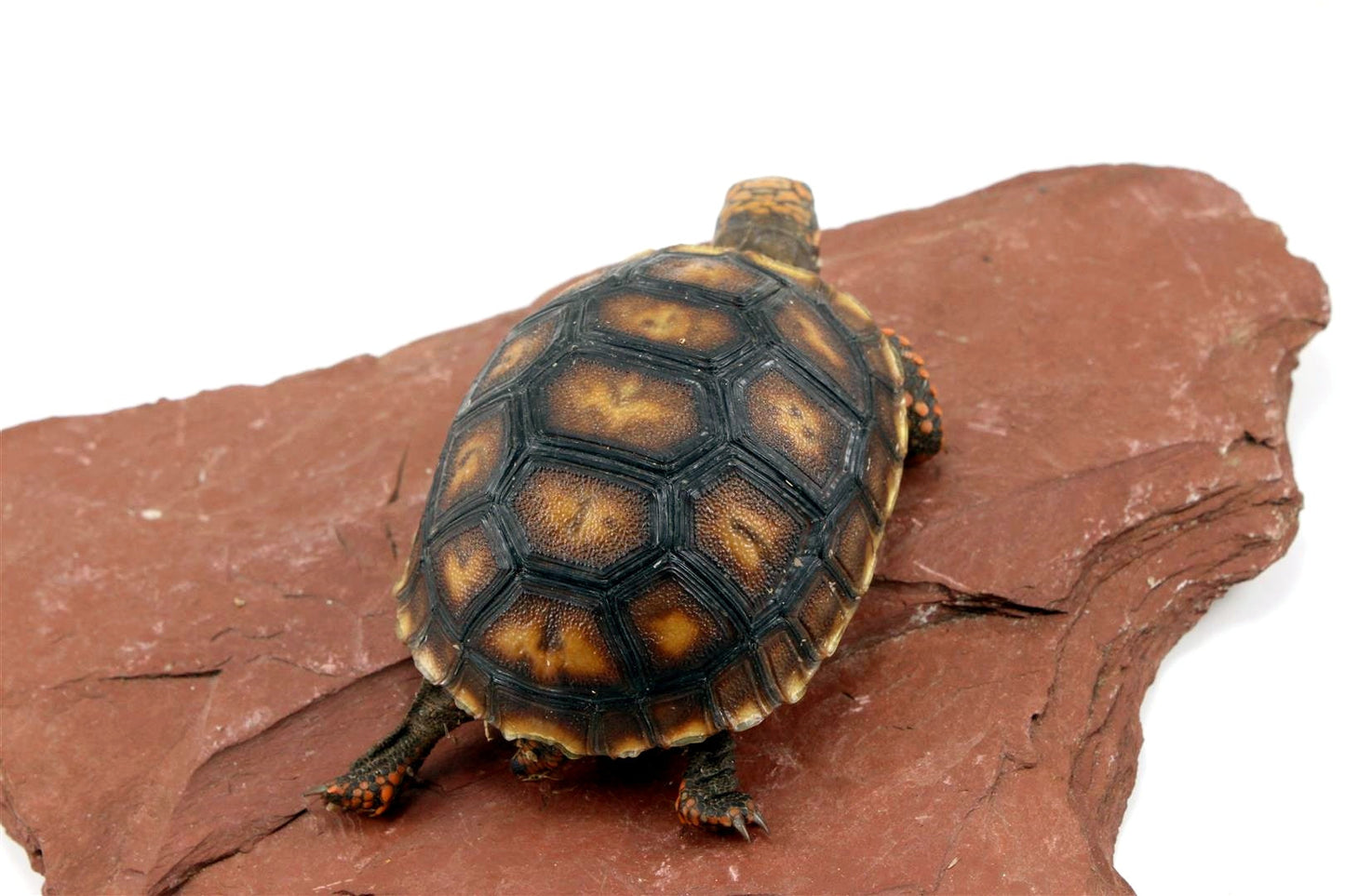 Cherry Head Tortoise All Reptiles