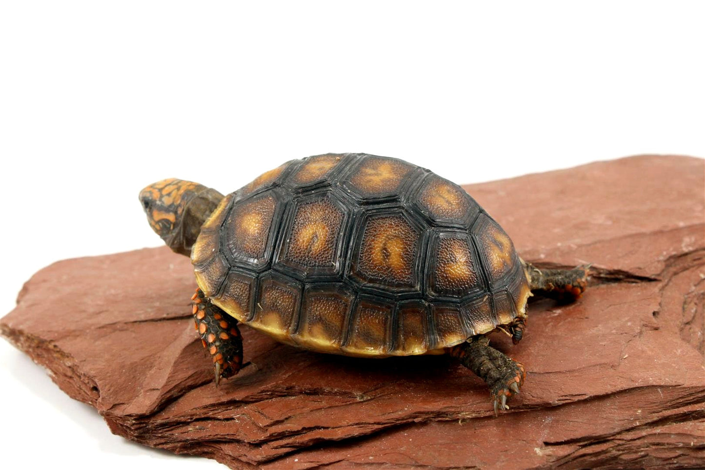 Cherry Head Tortoise All Reptiles