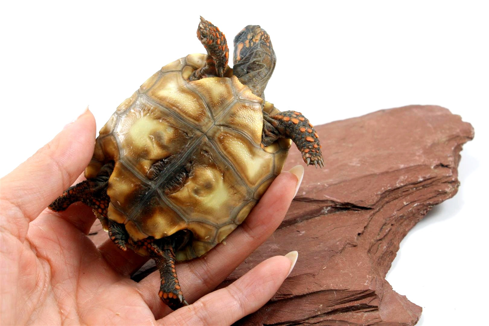 Cherry Head Tortoise All Reptiles