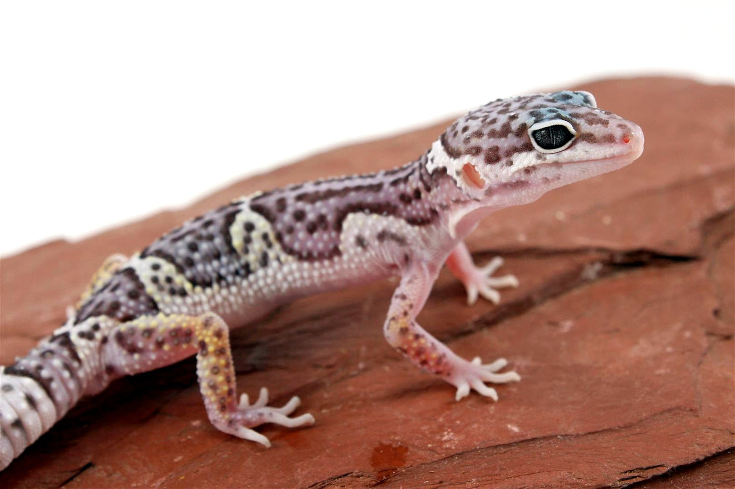 Mack Snow Jungle Leopard Gecko All Reptiles