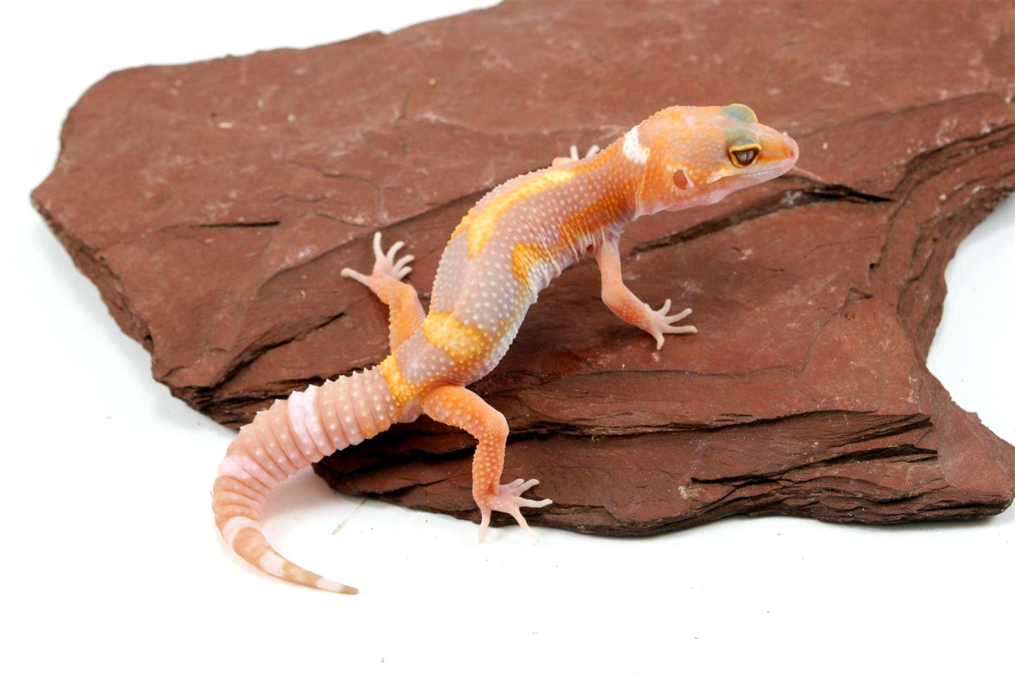 Tremper Mack Snow White & Yellow Leopard Gecko All Reptiles