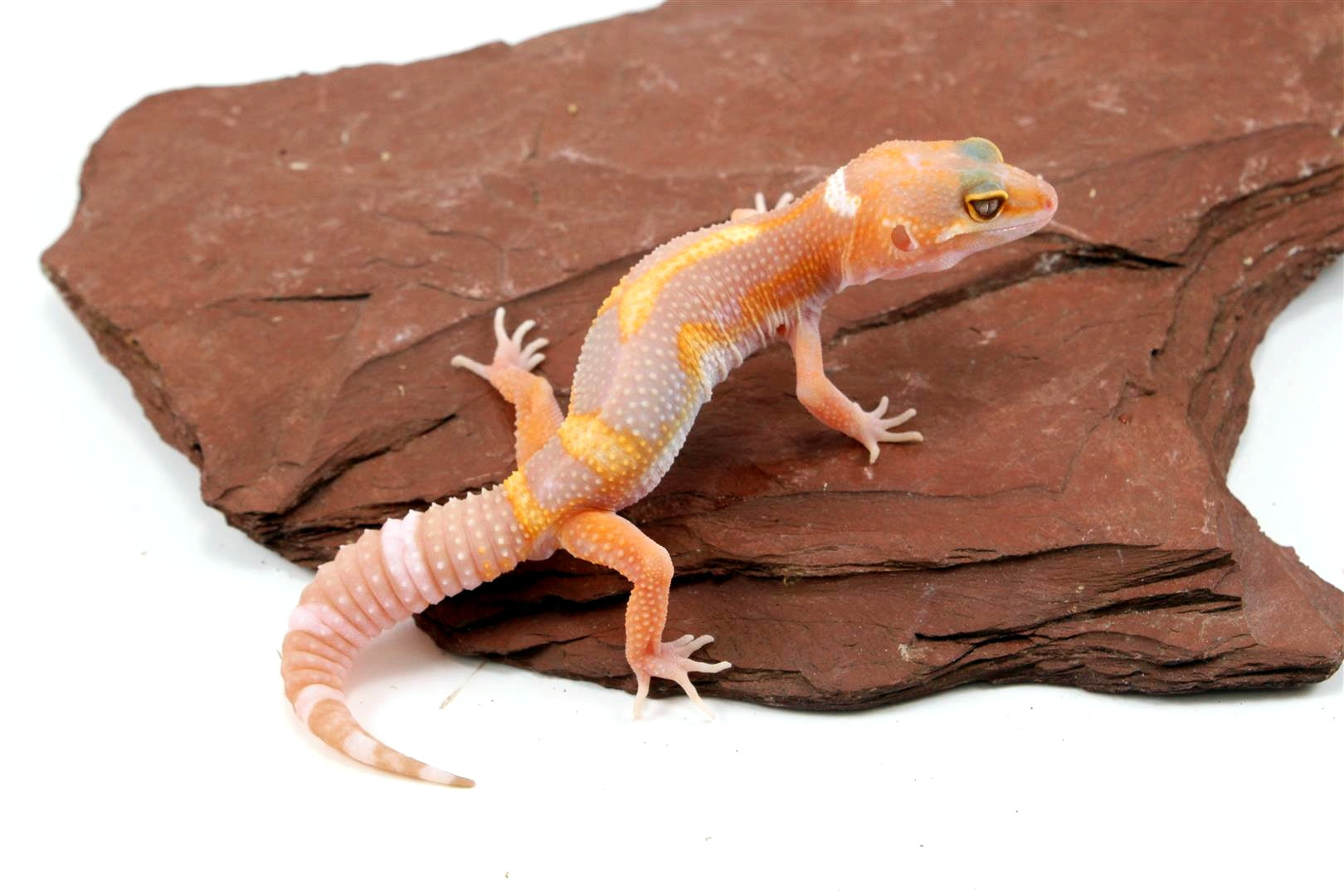 Tremper Mack Snow White & Yellow Leopard Gecko All Reptiles