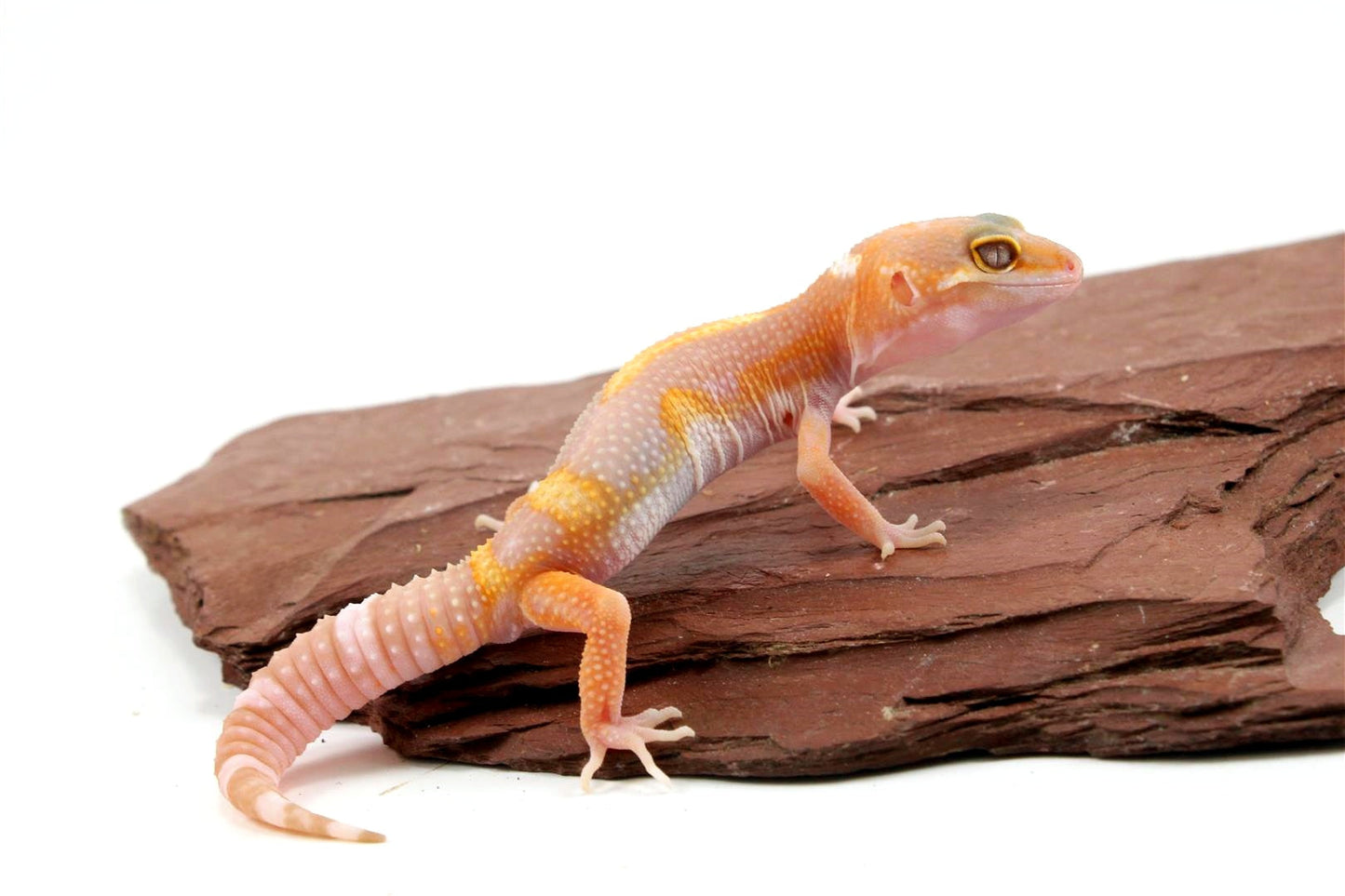 Tremper Mack Snow White & Yellow Leopard Gecko All Reptiles