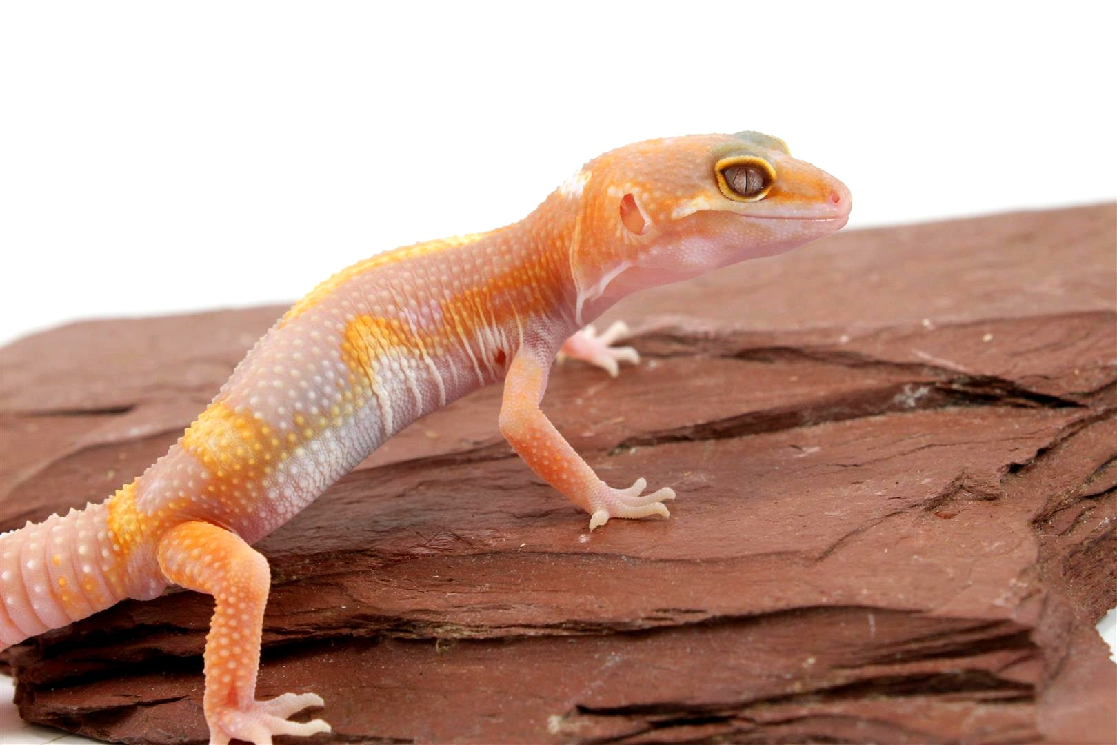 Tremper Mack Snow White & Yellow Leopard Gecko All Reptiles
