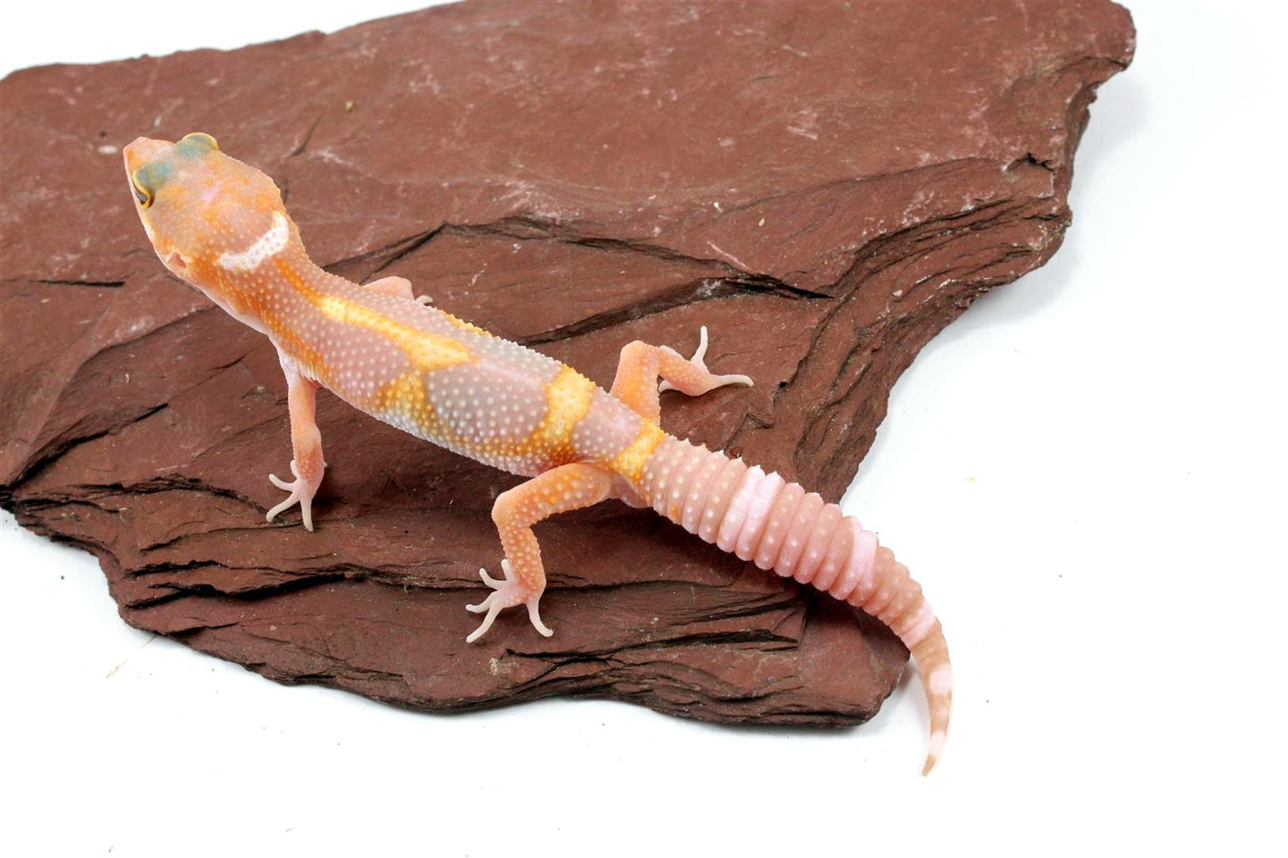Tremper Mack Snow White & Yellow Leopard Gecko All Reptiles