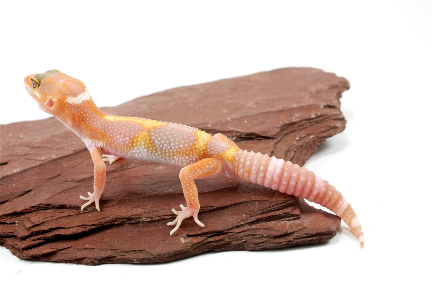 Tremper Mack Snow White & Yellow Leopard Gecko All Reptiles