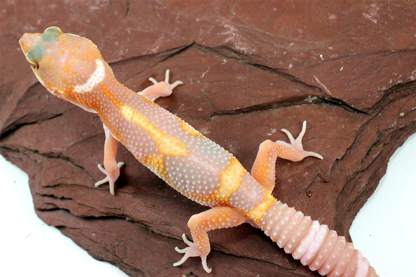 Tremper Mack Snow White & Yellow Leopard Gecko All Reptiles