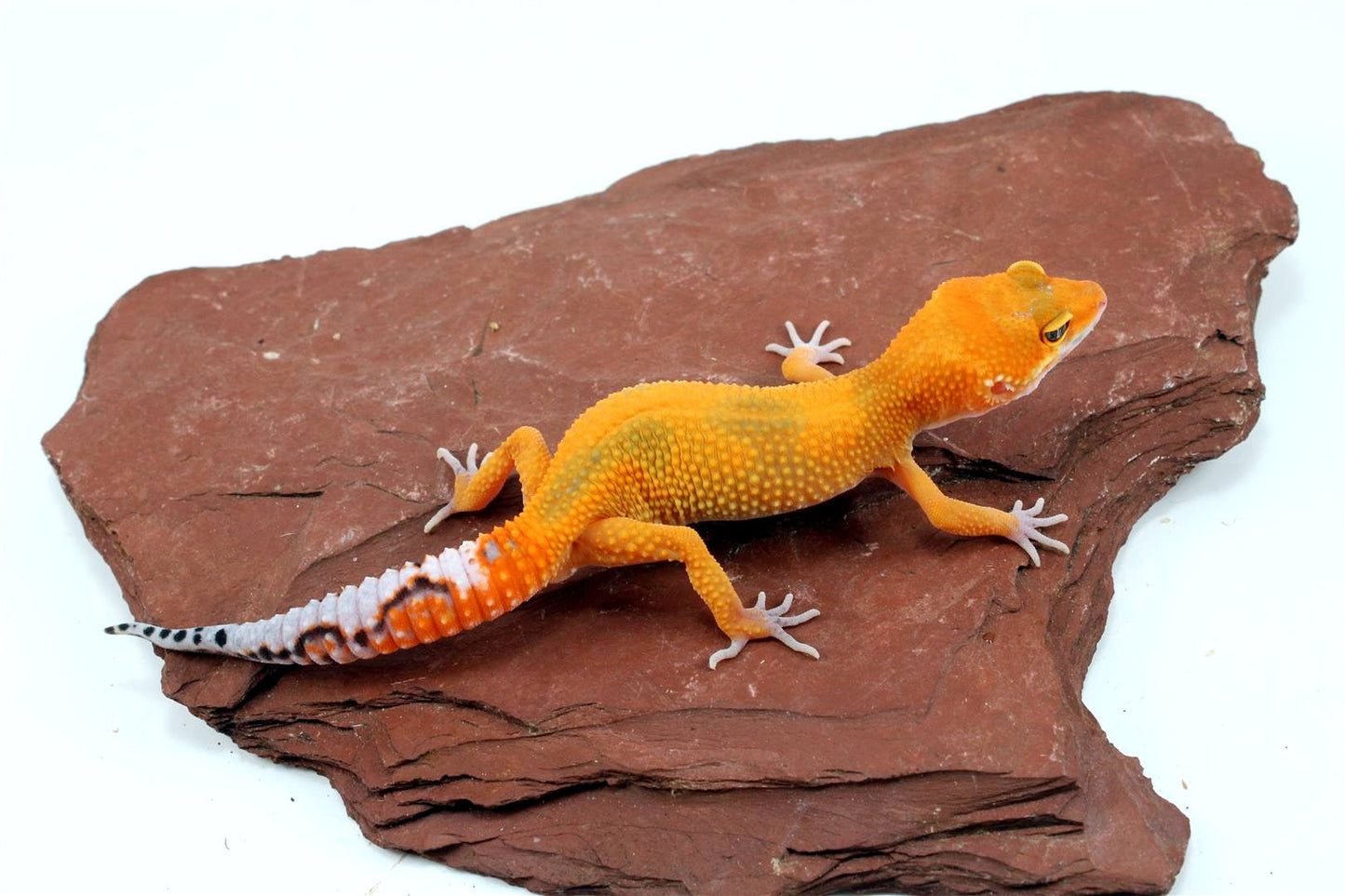 Tangerine Jungle Leopard Gecko All Reptiles