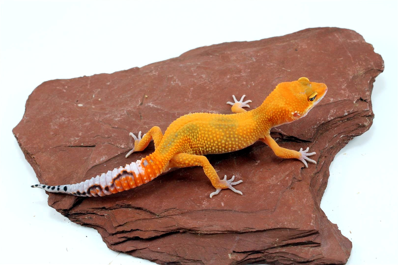 Tangerine Jungle Leopard Gecko All Reptiles