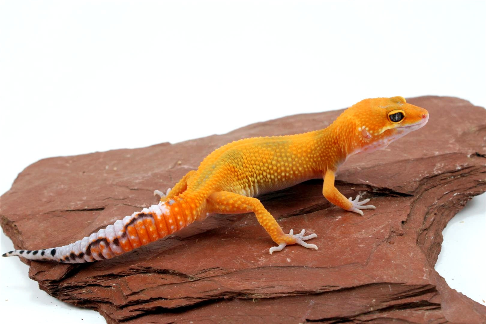 Tangerine Jungle Leopard Gecko All Reptiles