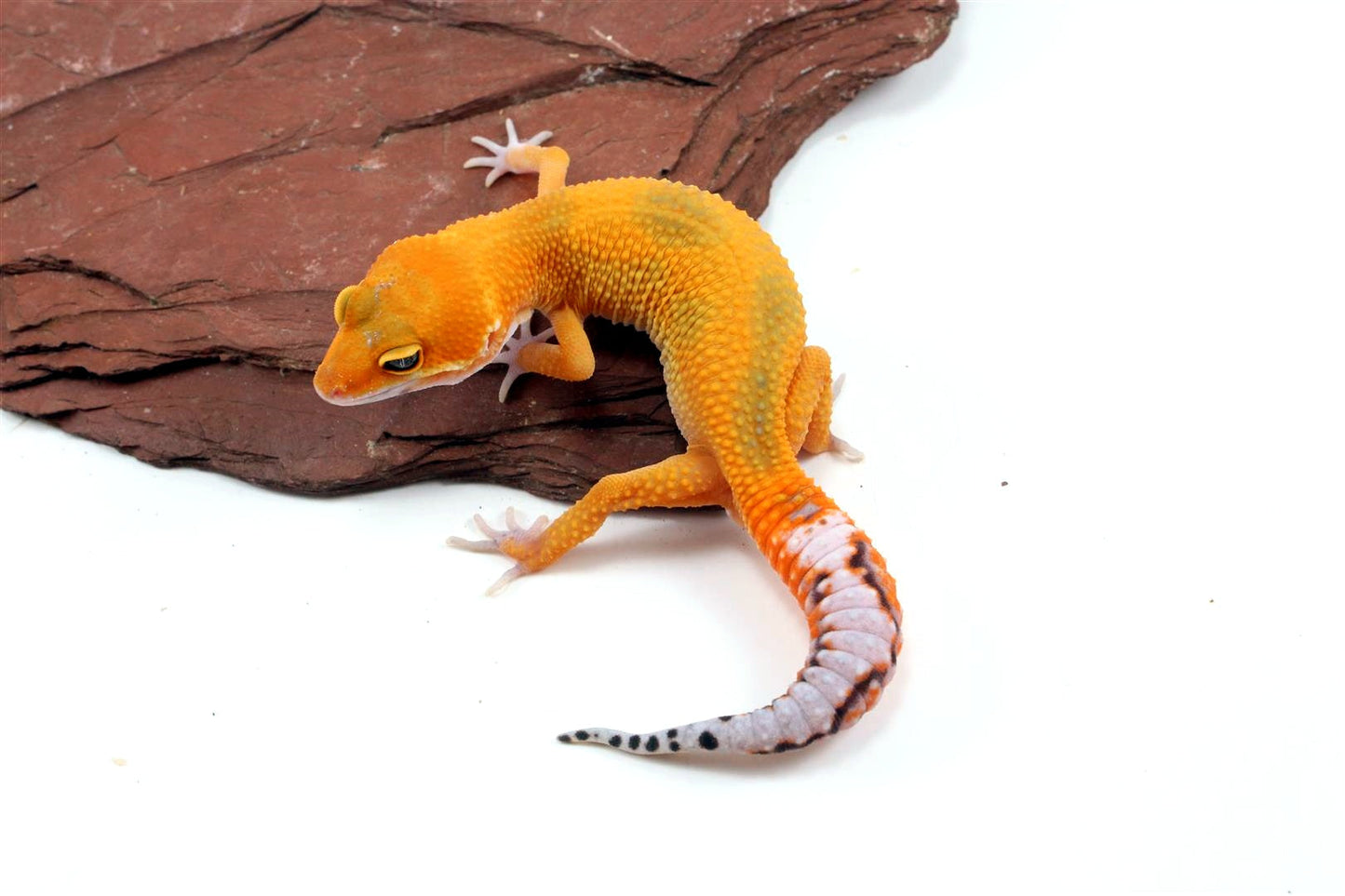 Tangerine Jungle Leopard Gecko All Reptiles
