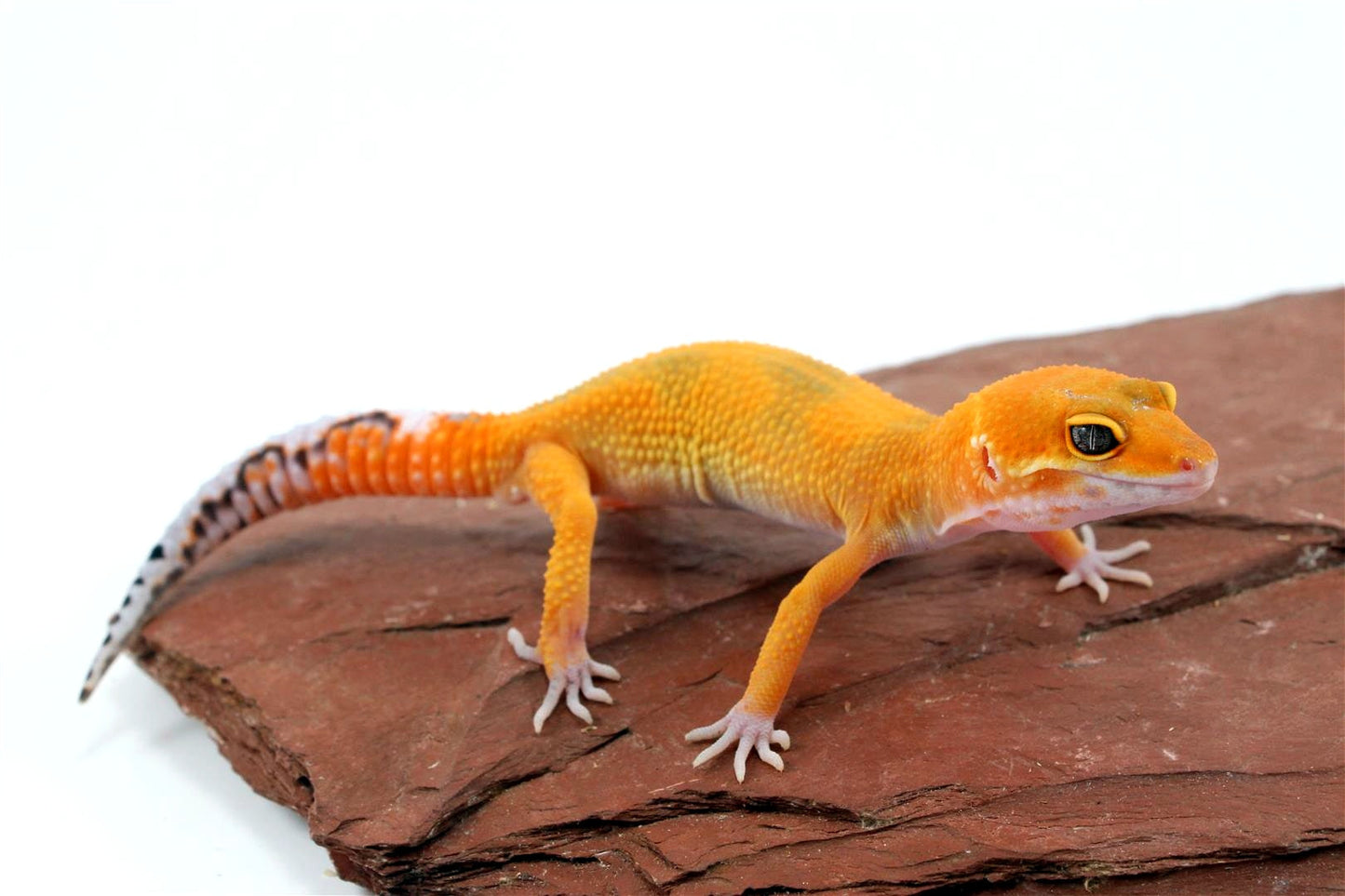 Tangerine Jungle Leopard Gecko All Reptiles