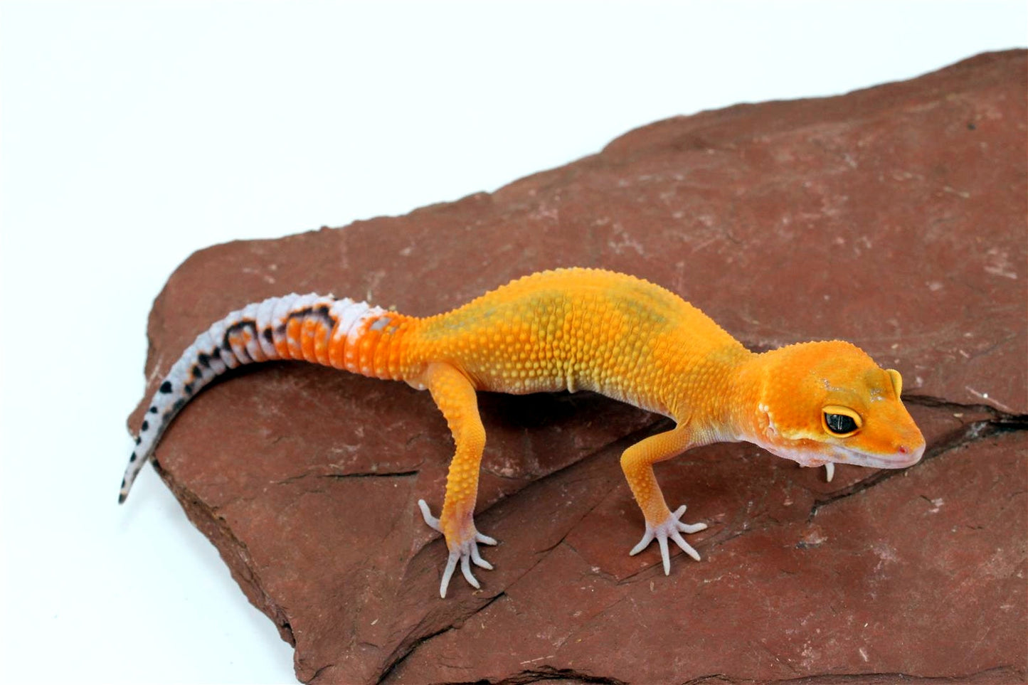 Tangerine Jungle Leopard Gecko All Reptiles