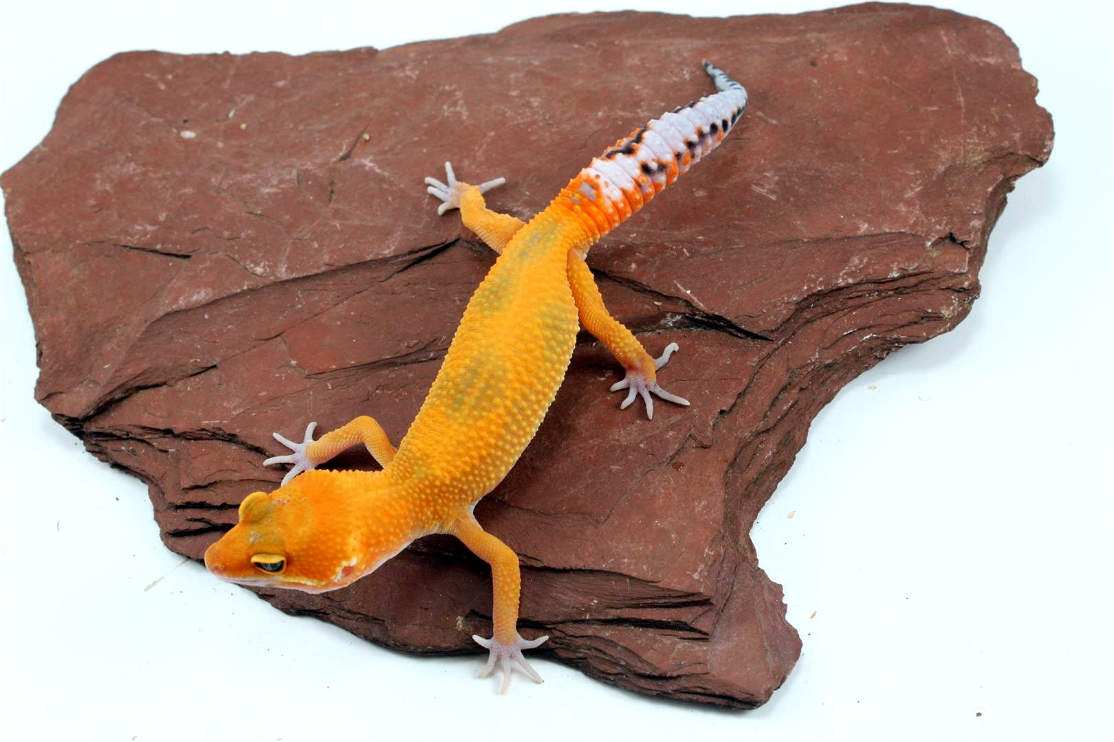 Tangerine Jungle Leopard Gecko All Reptiles