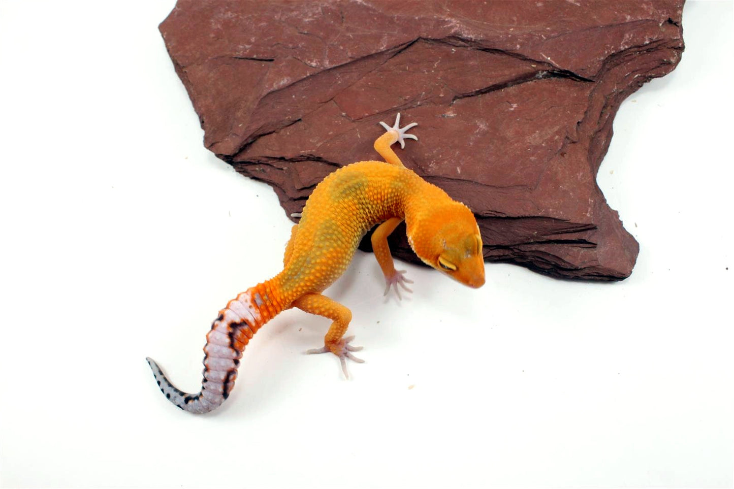 Tangerine Jungle Leopard Gecko All Reptiles