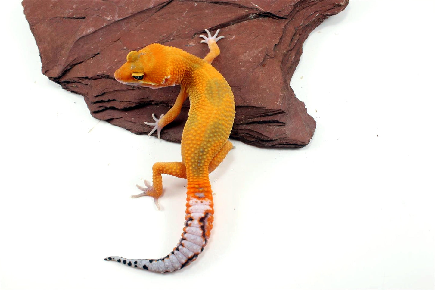 Tangerine Jungle Leopard Gecko All Reptiles