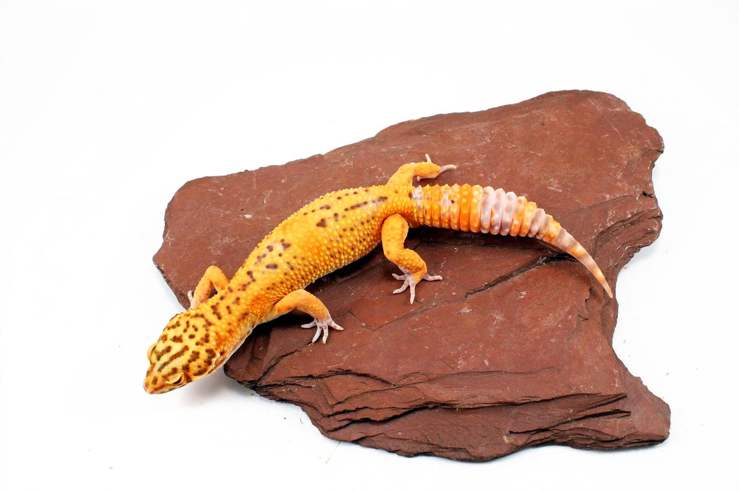 Bell Albino Tangerine Leopard Gecko All Reptiles