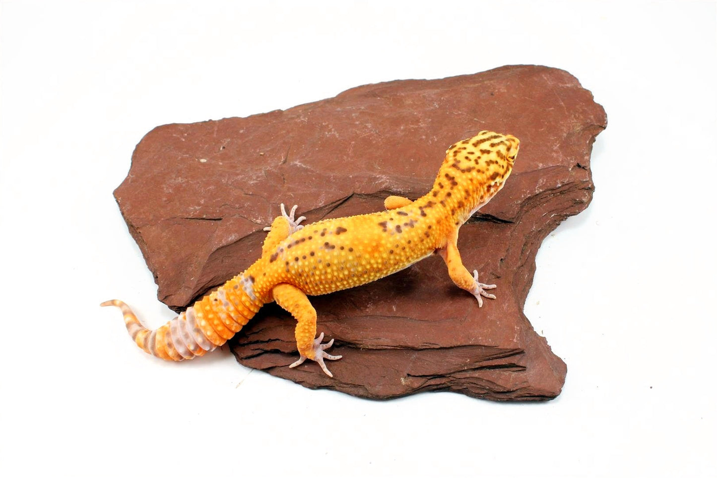 Bell Albino Tangerine Leopard Gecko All Reptiles