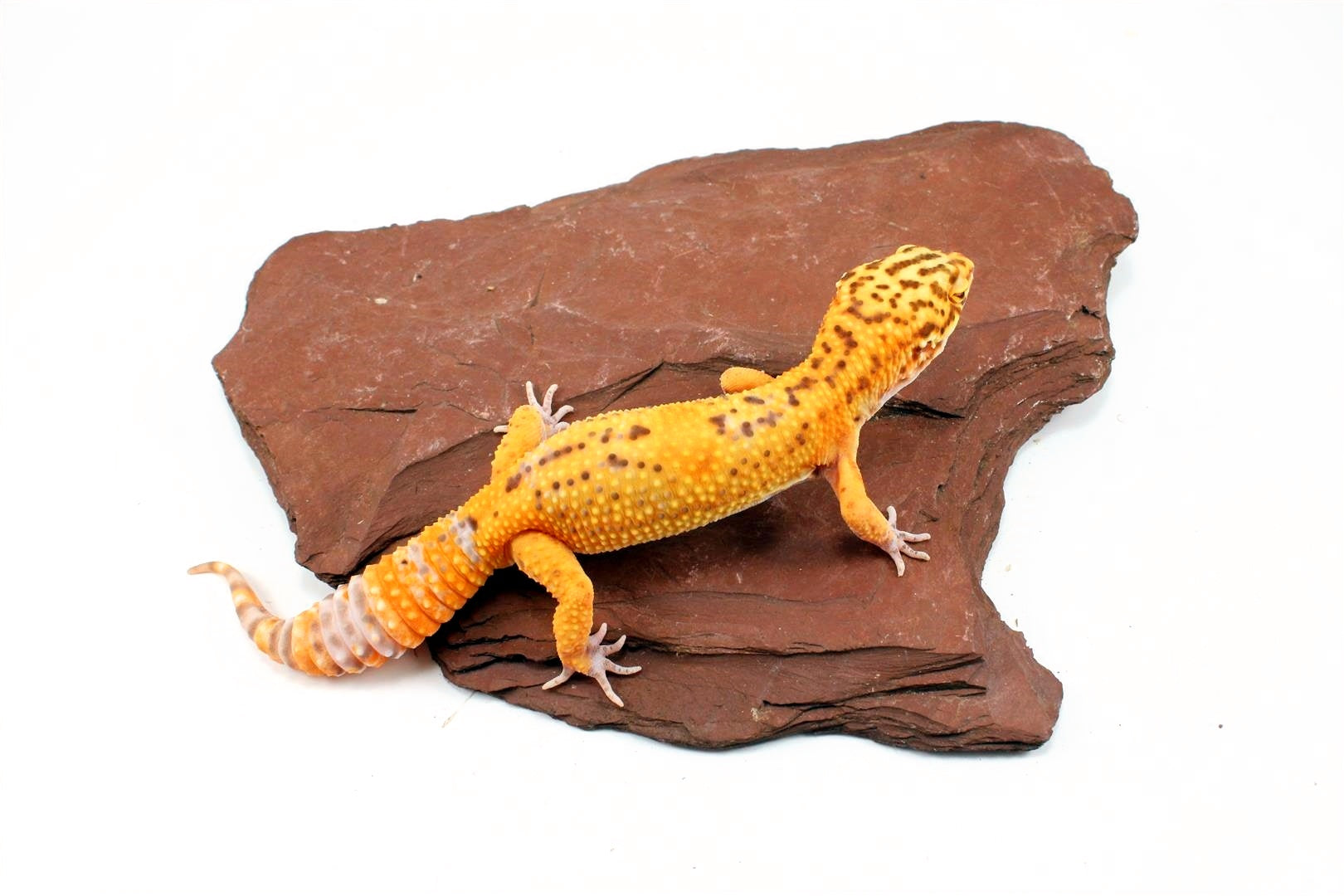Bell Albino Tangerine Leopard Gecko All Reptiles