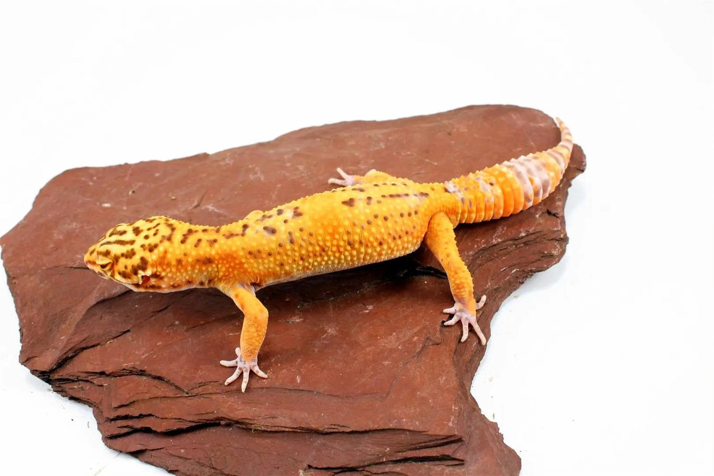 Bell Albino Tangerine Leopard Gecko All Reptiles