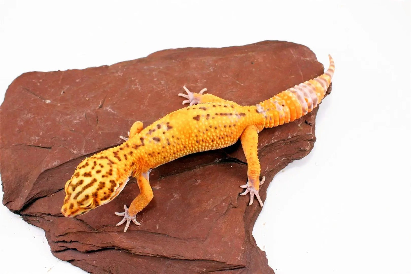 Bell Albino Tangerine Leopard Gecko All Reptiles