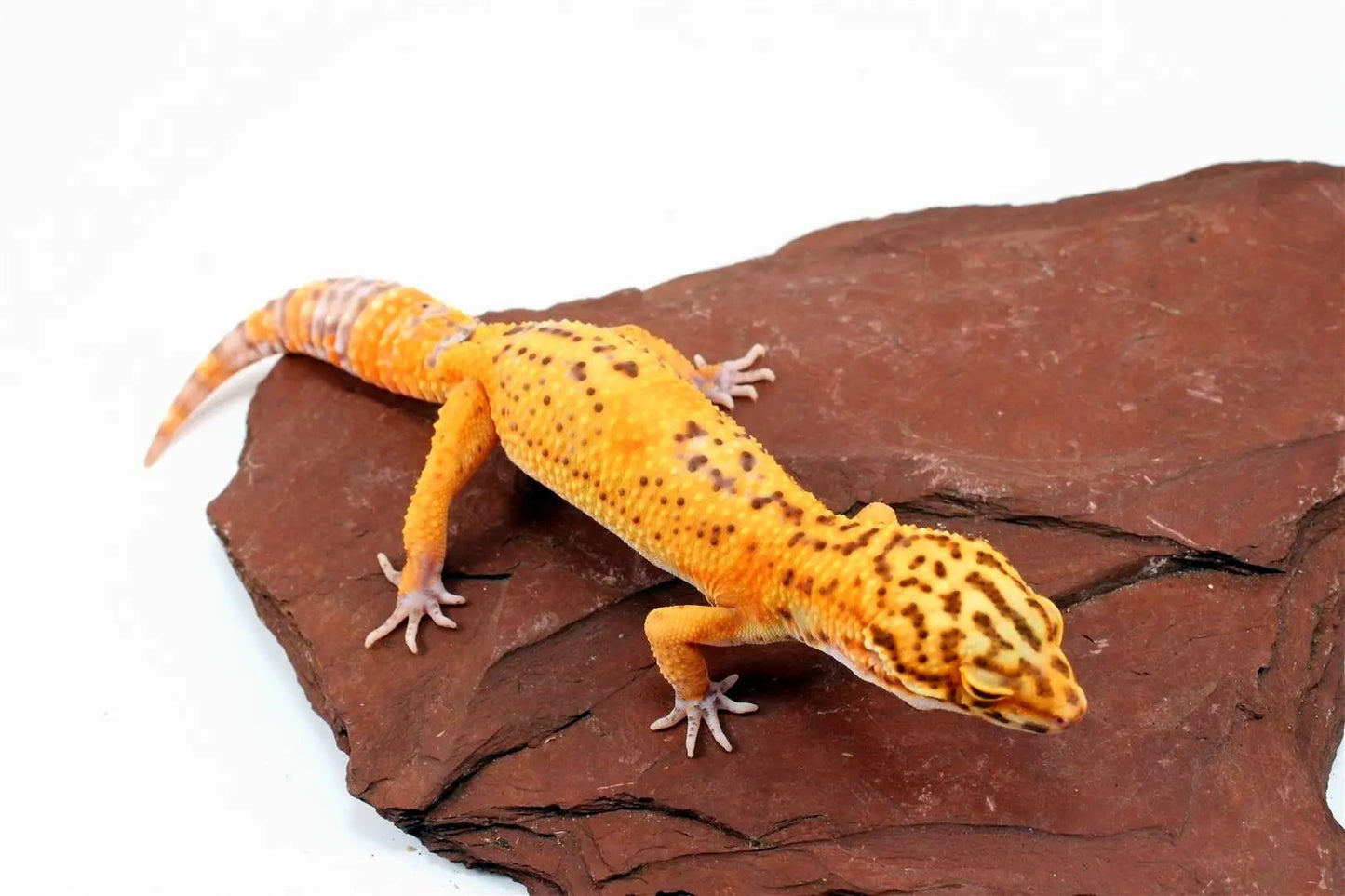 Bell Albino Tangerine Leopard Gecko All Reptiles