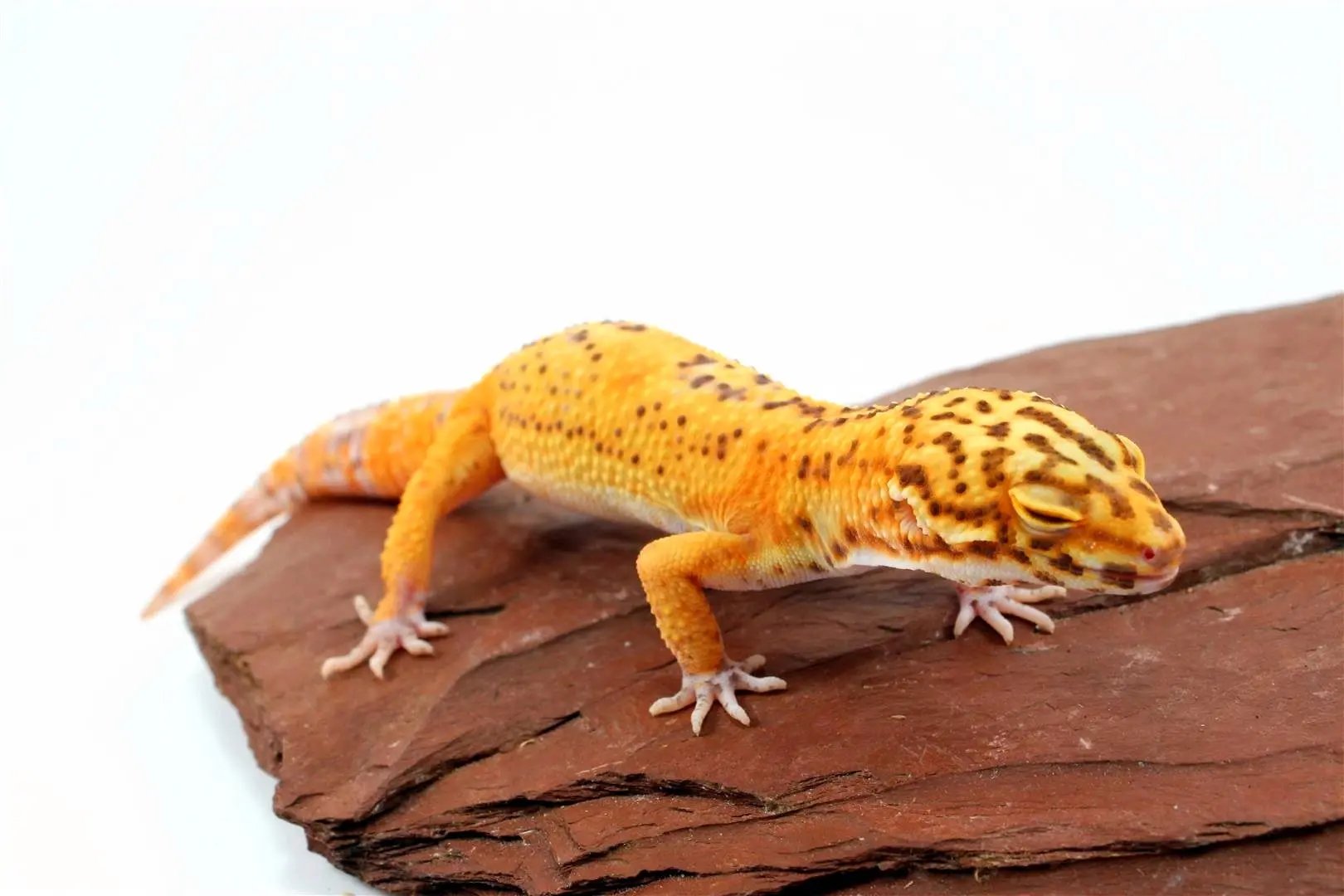 Bell Albino Tangerine Leopard Gecko All Reptiles