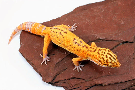 Bell Albino Tangerine Leopard Gecko All Reptiles