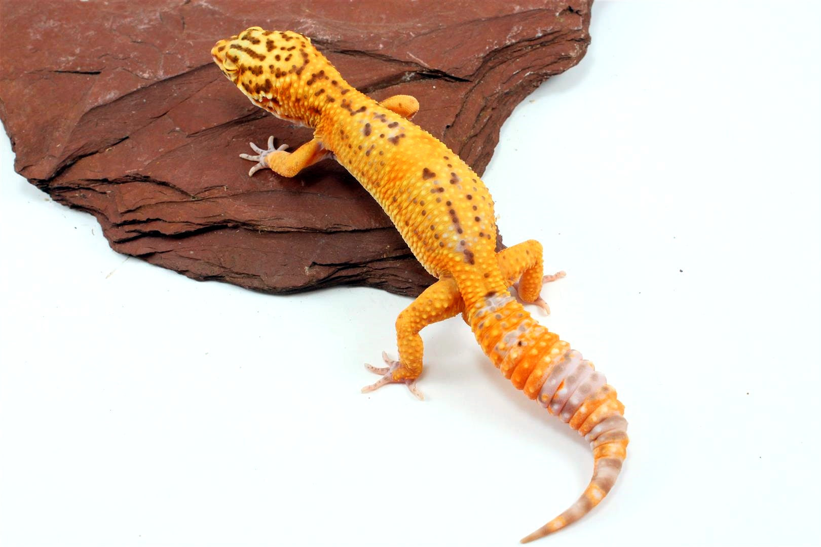 Bell Albino Tangerine Leopard Gecko All Reptiles