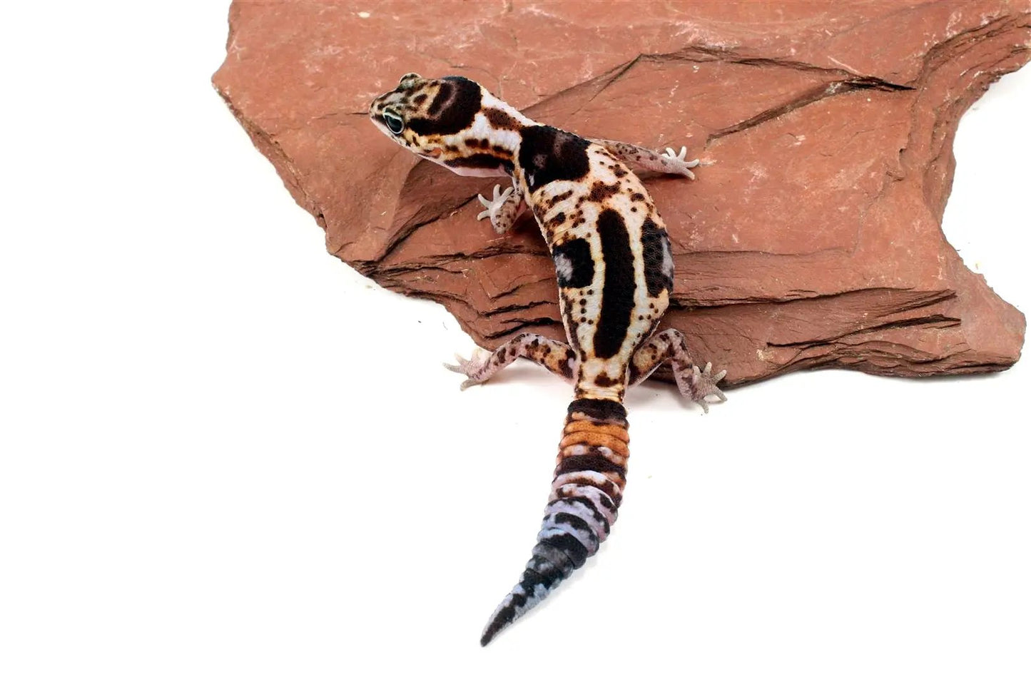 Aberrant Whiteout Fat Tail Gecko All Reptiles