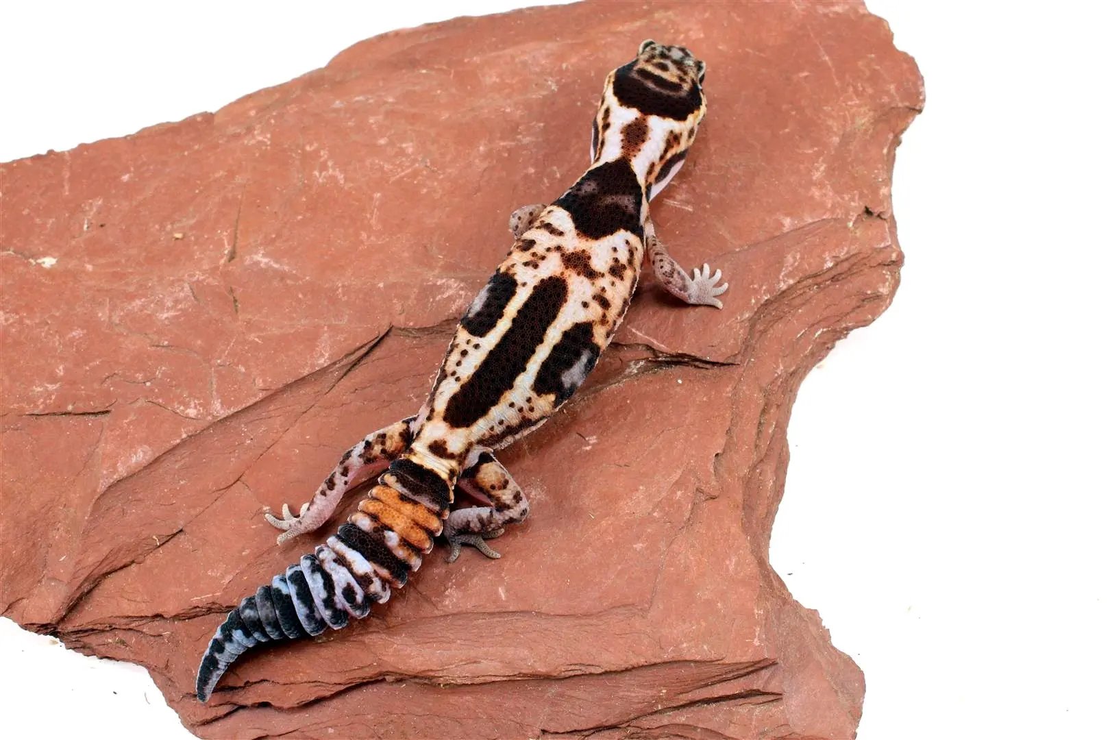 Aberrant Whiteout Fat Tail Gecko All Reptiles