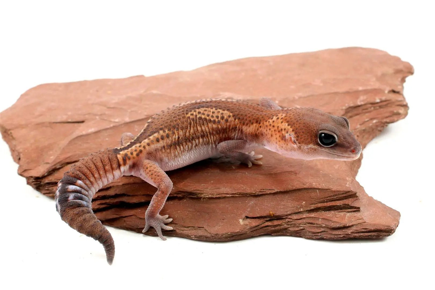 Patternless Zulu Het Ghost Fat Tail Gecko All Reptiles