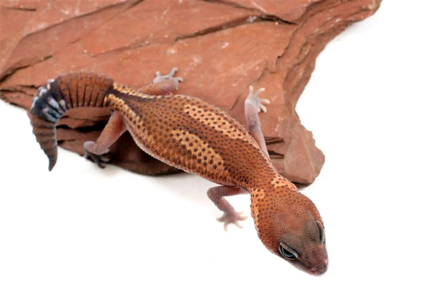 Patternless Zulu Het Ghost Fat Tail Gecko All Reptiles
