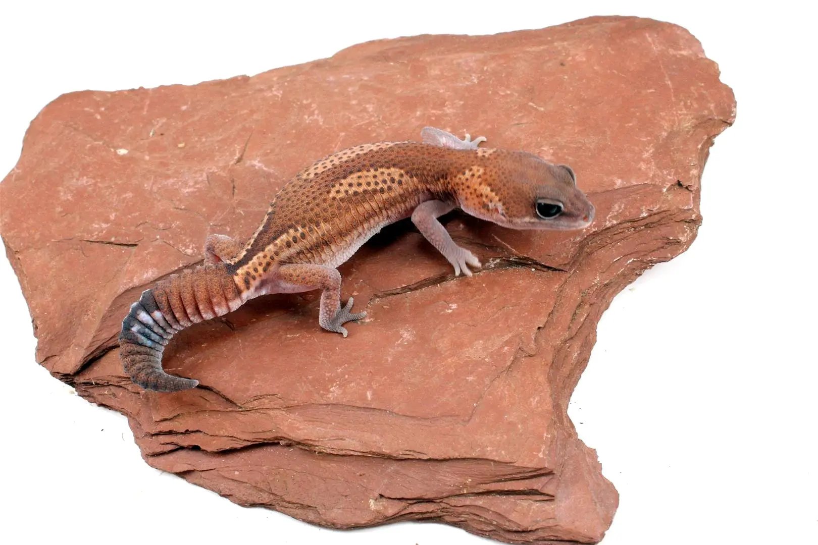 Patternless Zulu Het Ghost Fat Tail Gecko All Reptiles