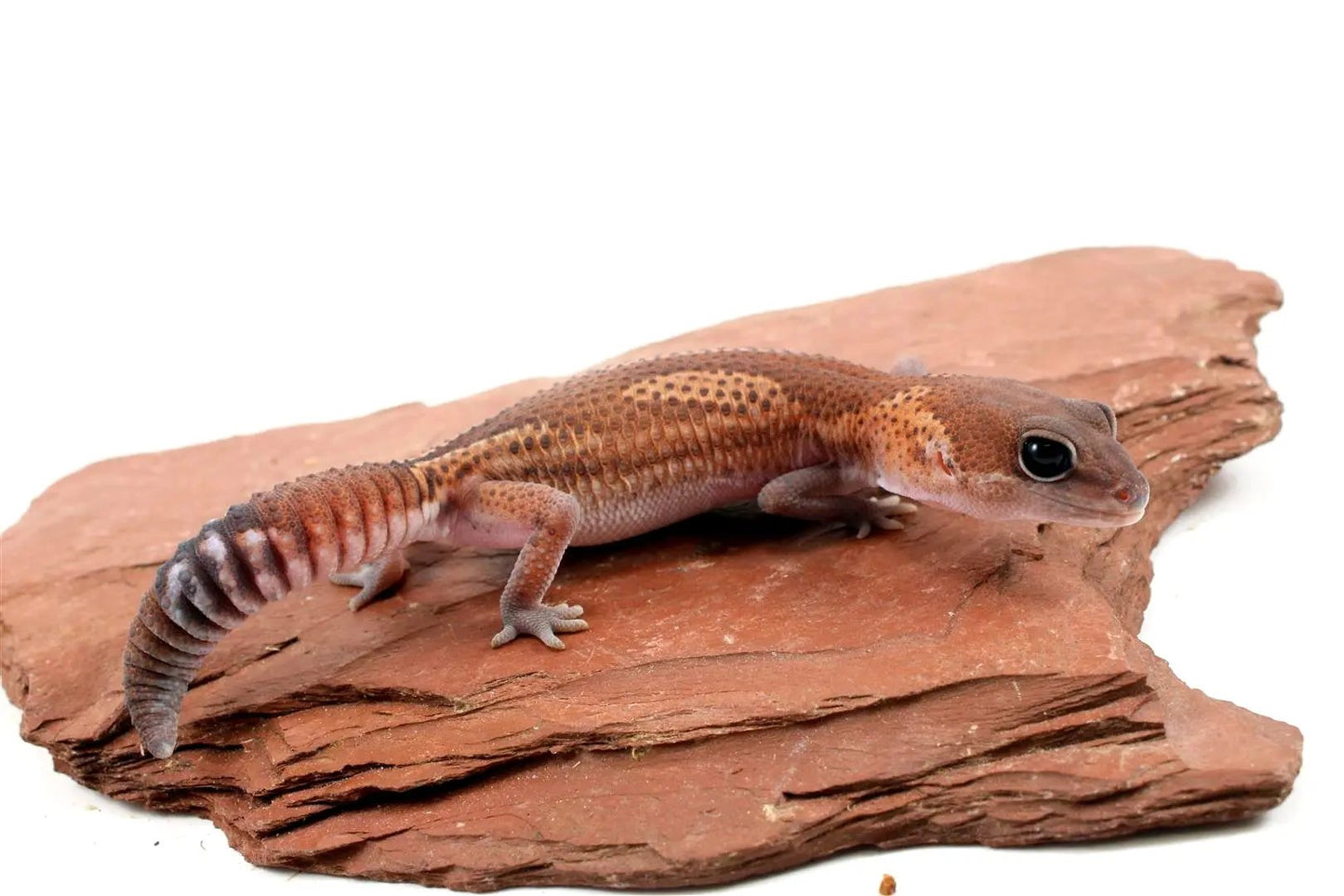 Patternless Zulu Het Ghost Fat Tail Gecko All Reptiles