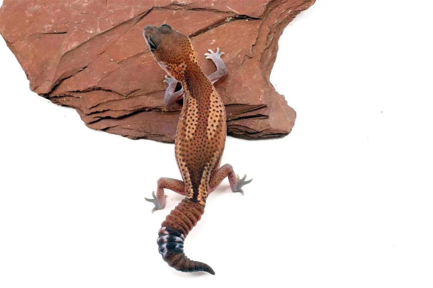 Patternless Zulu Het Ghost Fat Tail Gecko All Reptiles