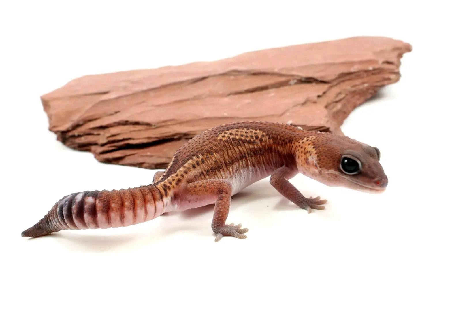 Patternless Zulu Het Ghost Fat Tail Gecko All Reptiles
