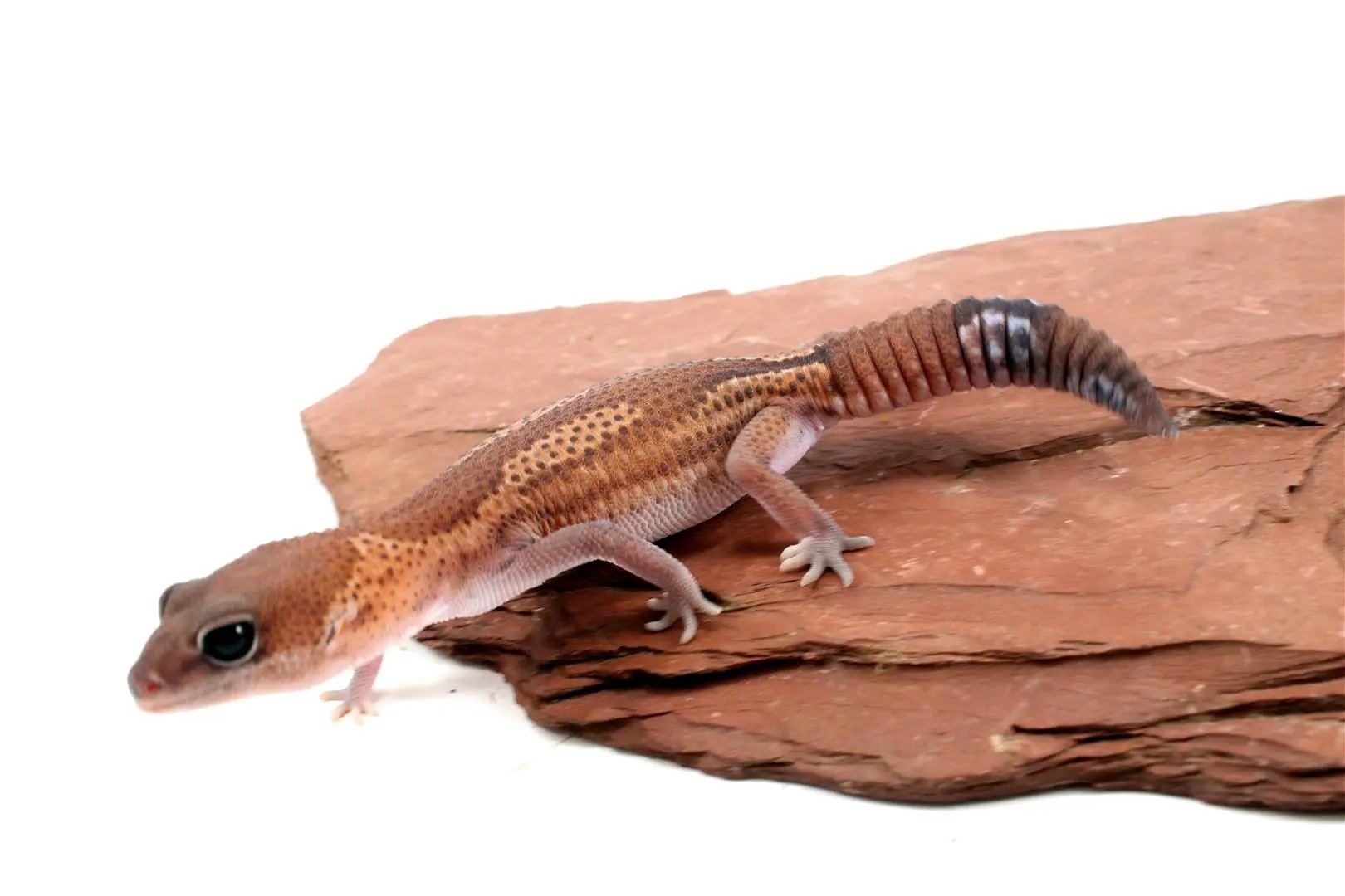 Patternless Zulu Het Ghost Fat Tail Gecko All Reptiles