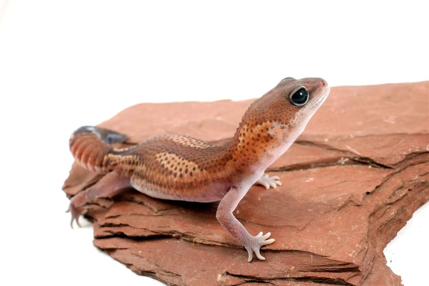 Patternless Zulu Het Ghost Fat Tail Gecko All Reptiles