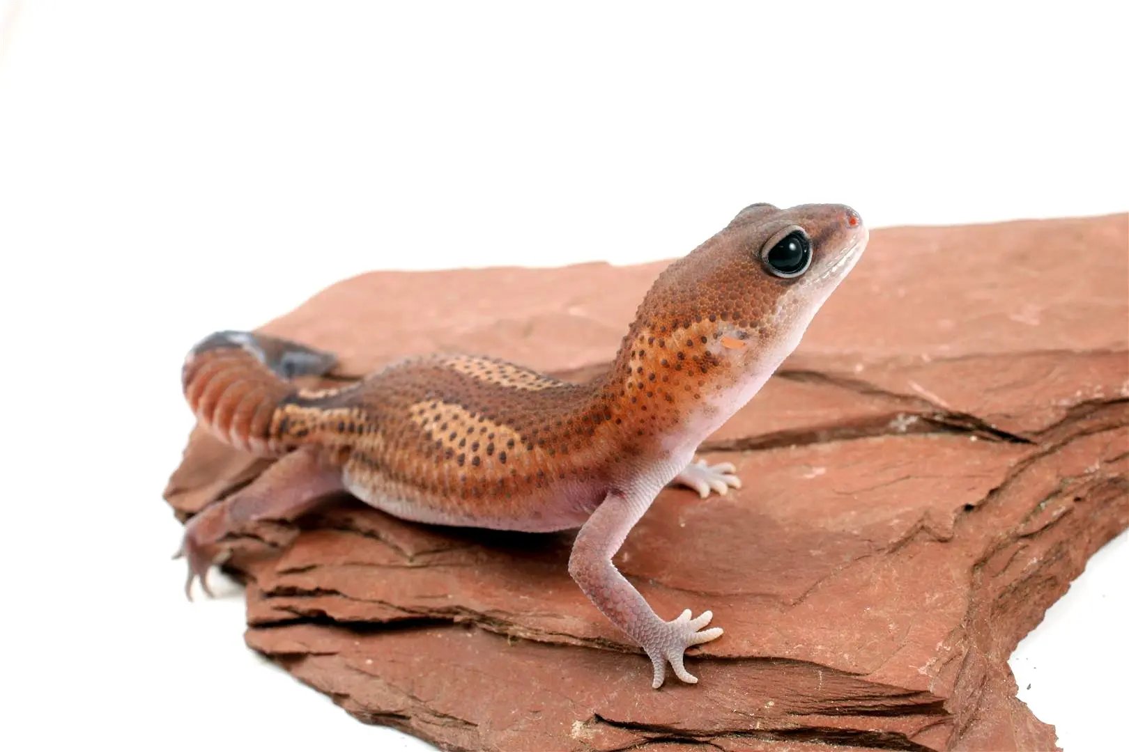 Patternless Zulu Het Ghost Fat Tail Gecko All Reptiles