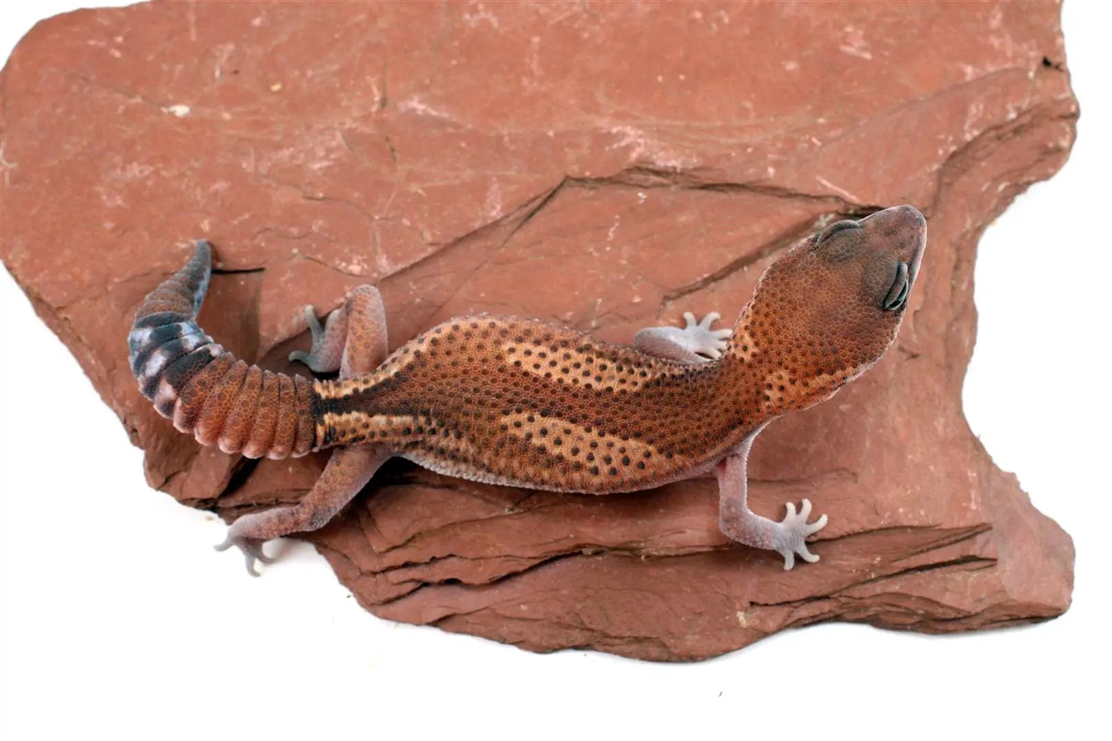 Patternless Zulu Het Ghost Fat Tail Gecko All Reptiles