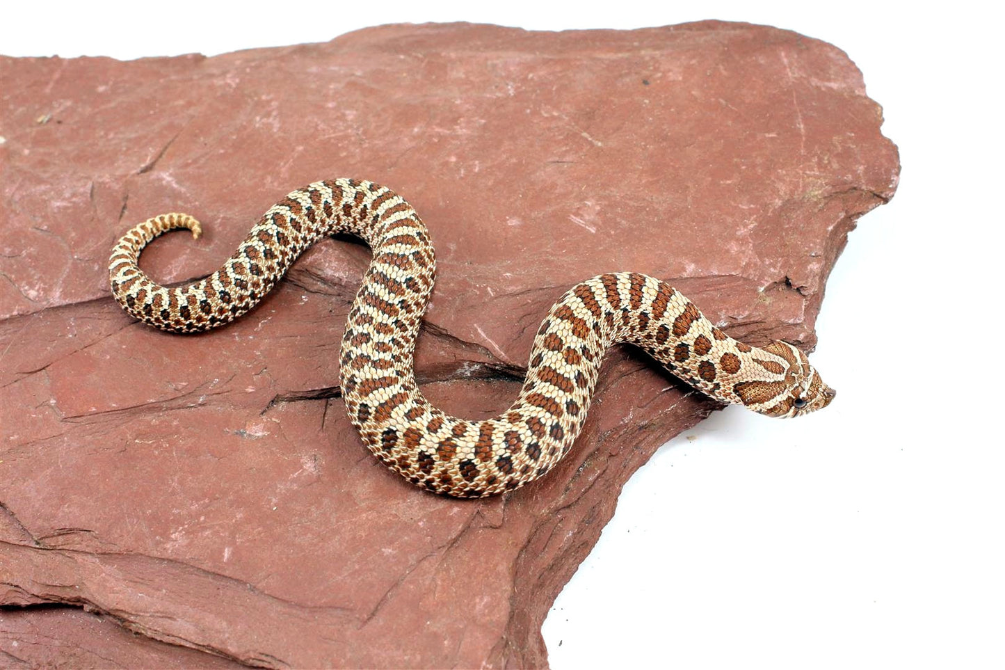 Western Hognose Snake All Reptiles