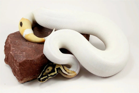 Super Orange Dream Pied Ball Python All Reptiles