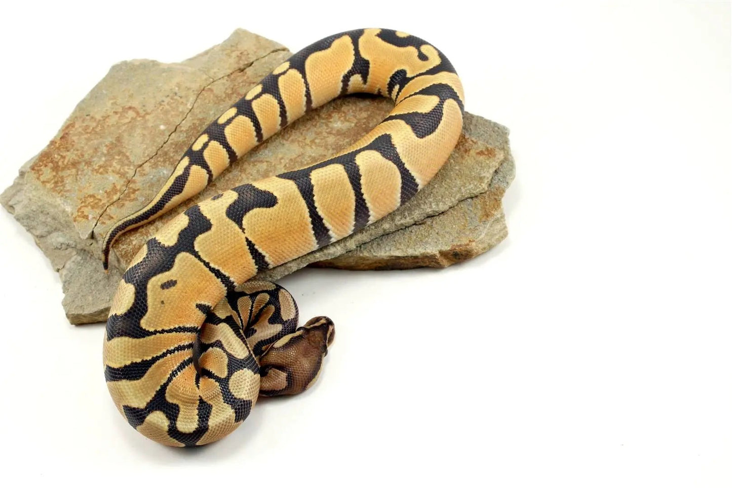 Hypo Super Orange Dream Ball Python All Reptiles