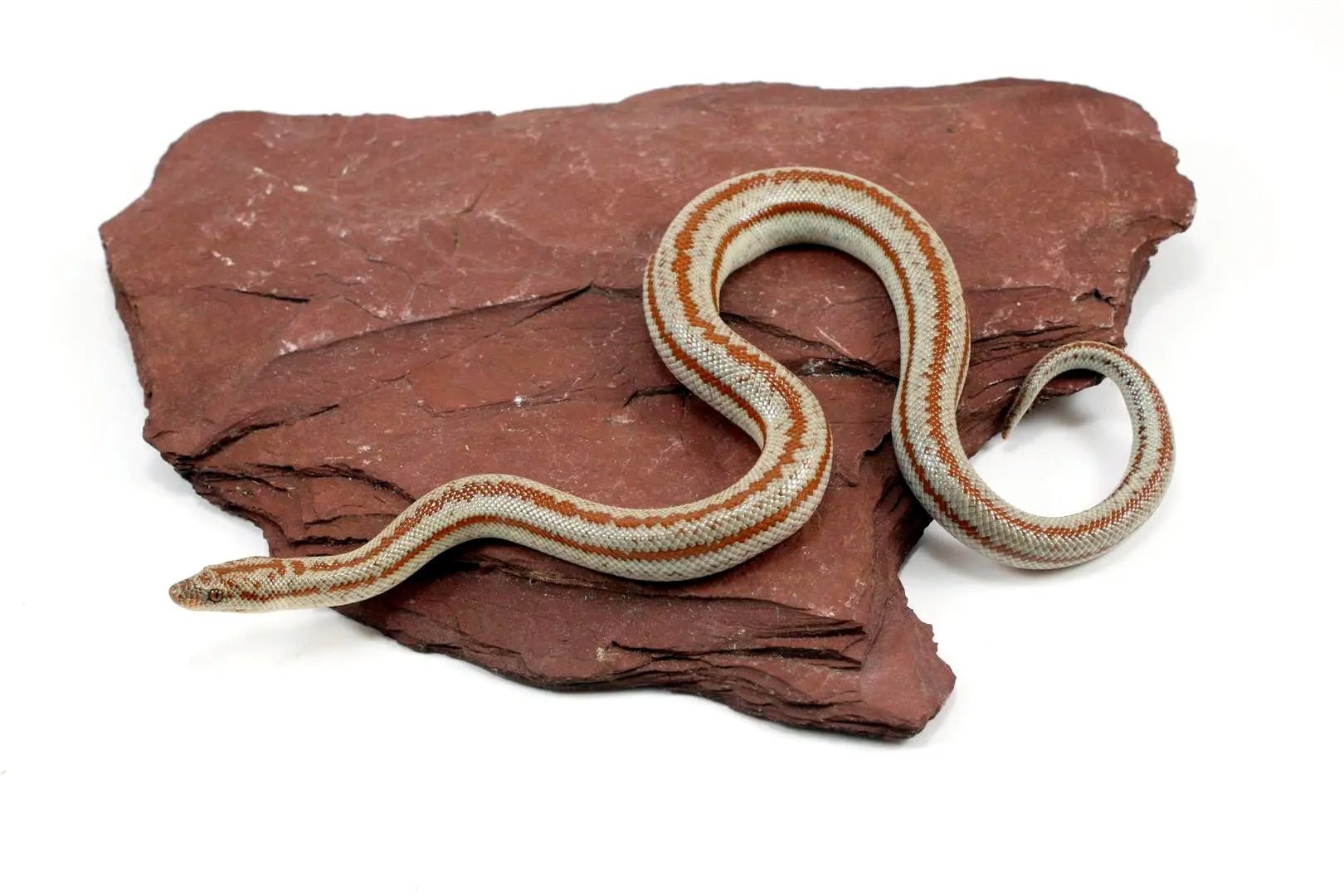 Long Canyon Rosy Boa All Reptiles