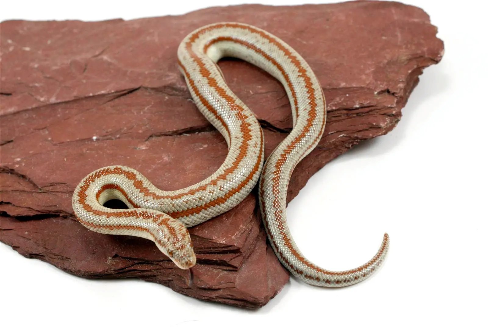Long Canyon Rosy Boa All Reptiles