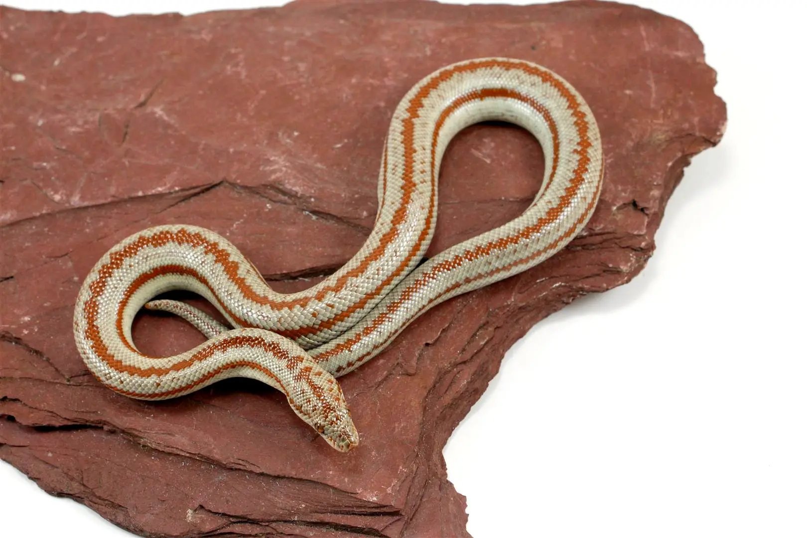 Long Canyon Rosy Boa All Reptiles