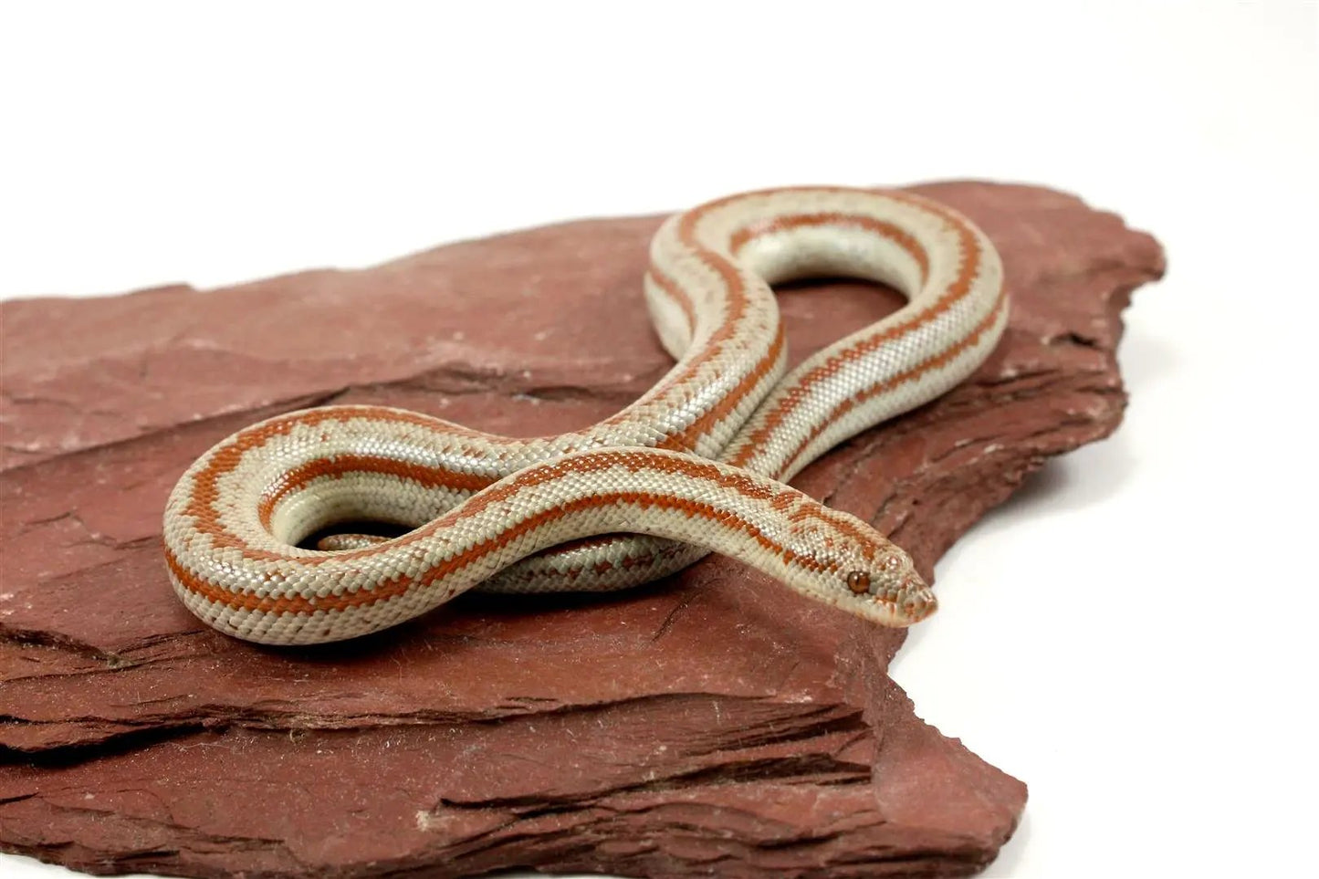 Long Canyon Rosy Boa All Reptiles